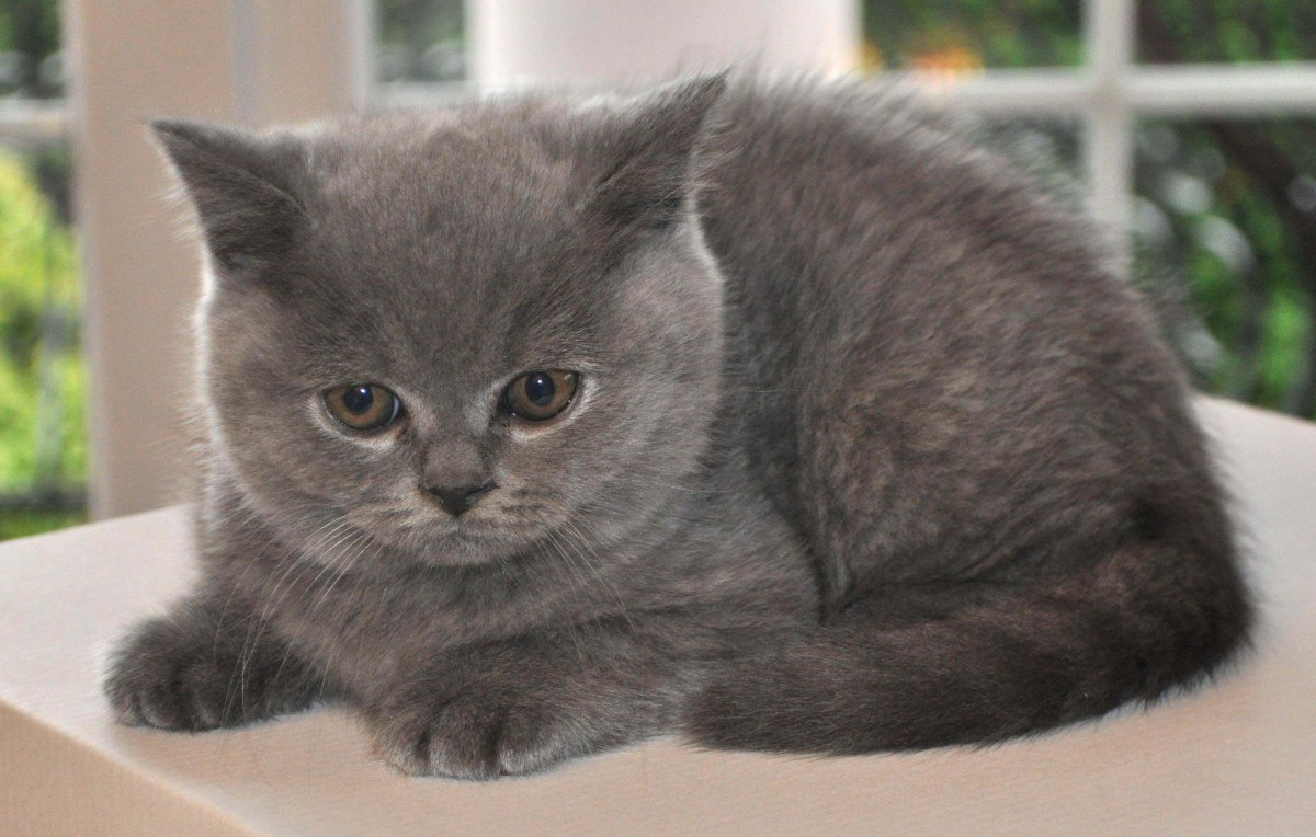 British Shorthair: Carattere, allevamento, storia e prezzo. - Pianeta Green