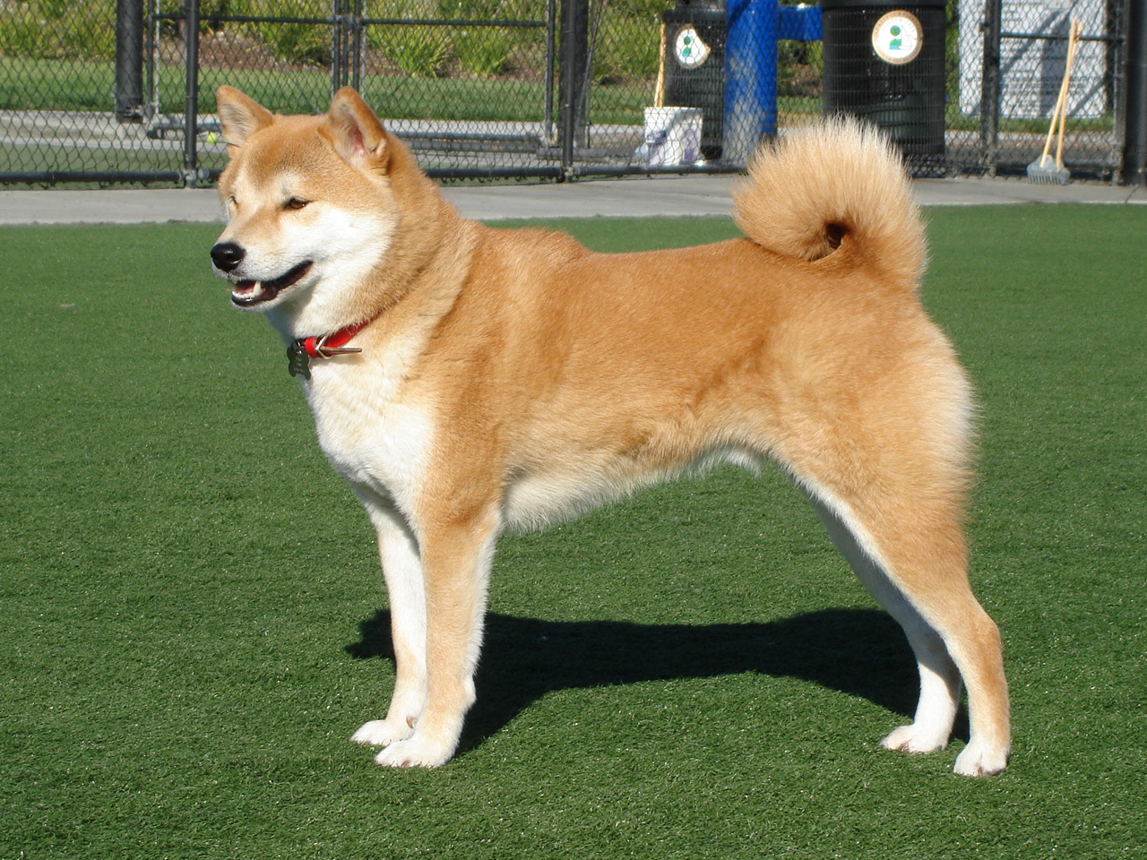 shiba inu carattere allevamento storia e prezzo pianeta green