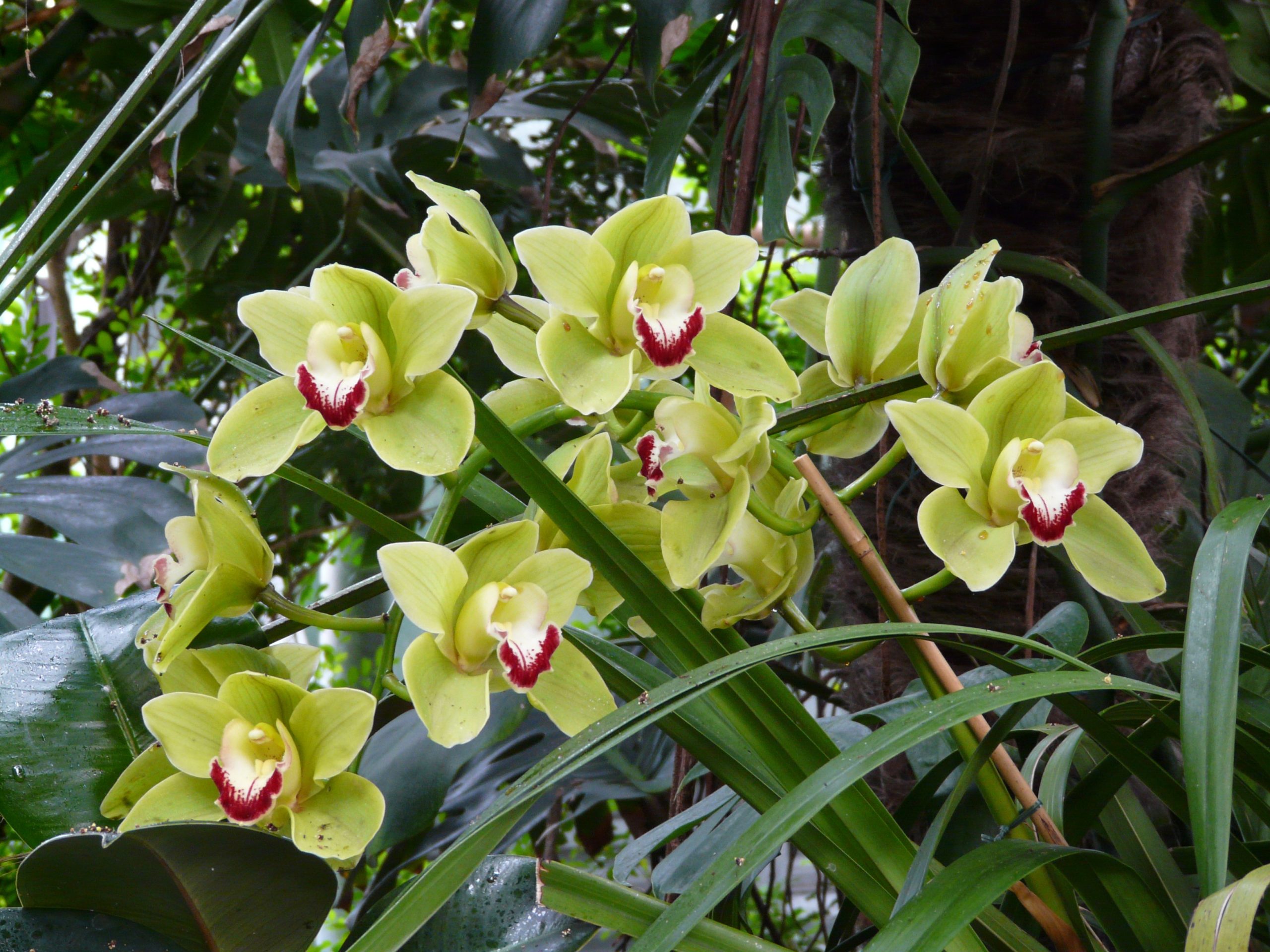 Cymbidium Orchidea Coltivazione Mantenimento E Cura Pianeta Green 9072