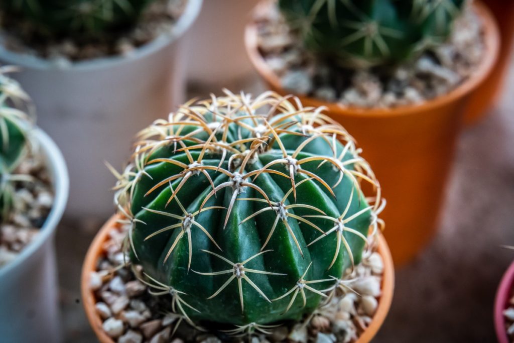 Echinocactus in vaso