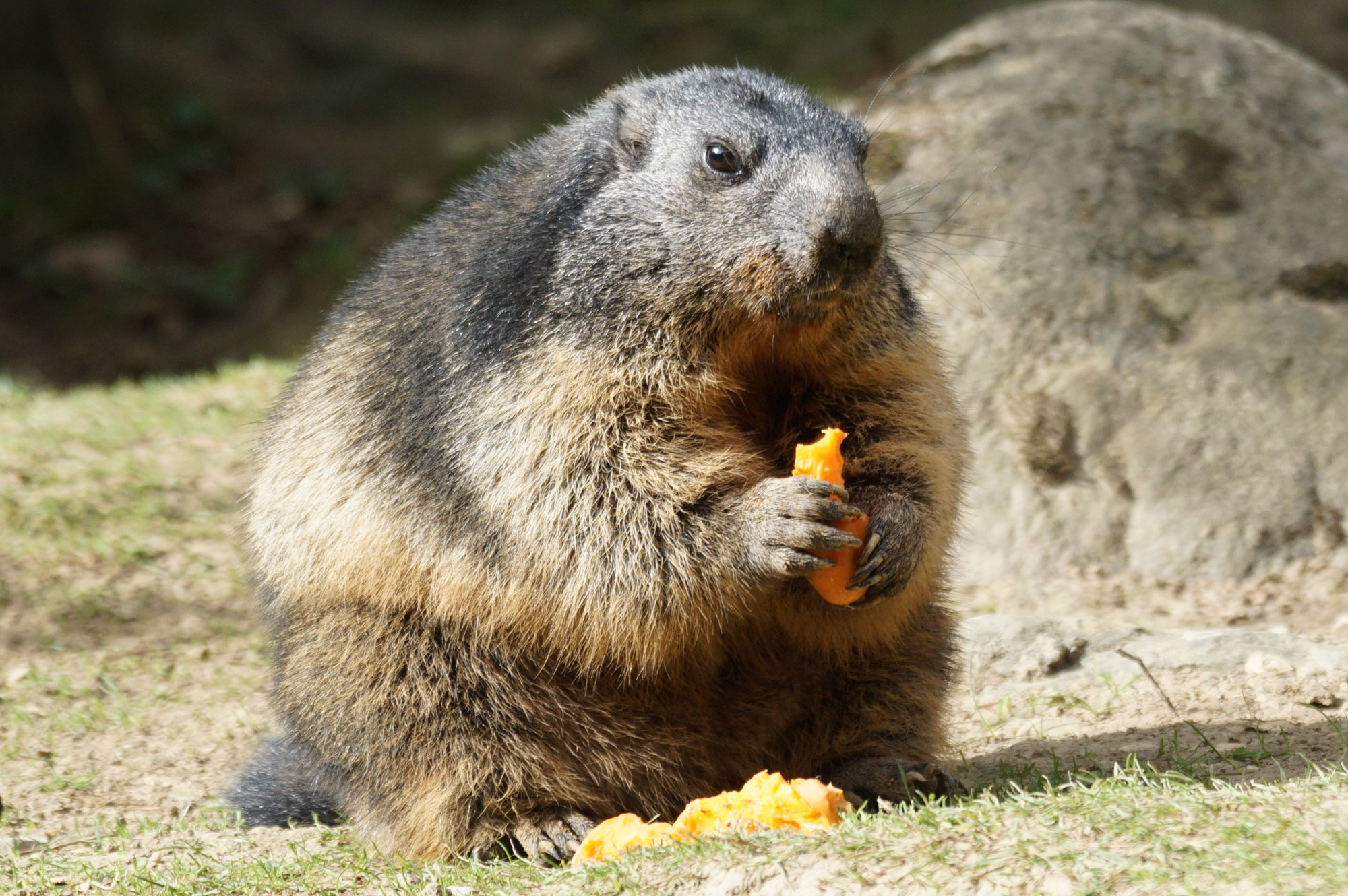 Marmotta: Descrizione, habitat, etologia. - Pianeta Green